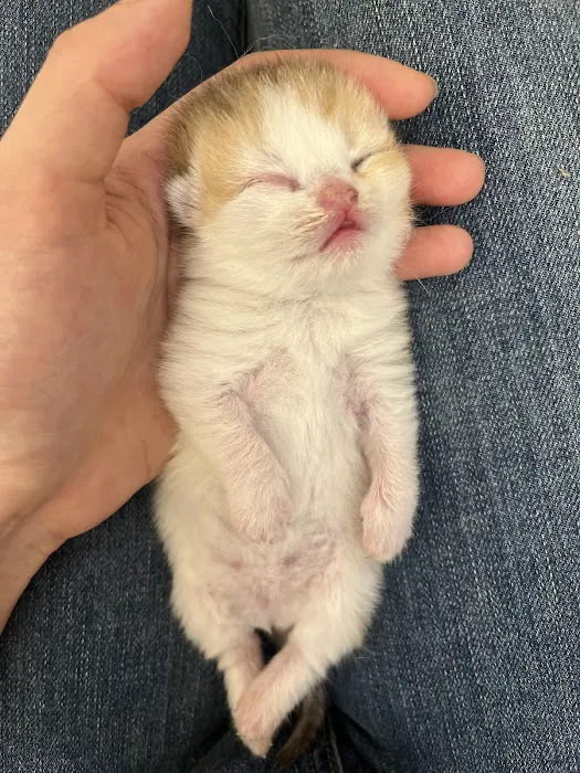 Nightynight Cattery 1