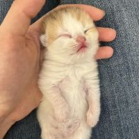 Nightynight Cattery ico