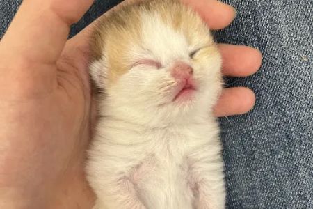 Nightynight Cattery