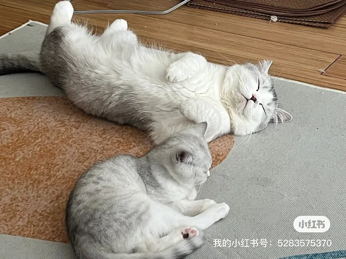 Nightynight Cattery 4