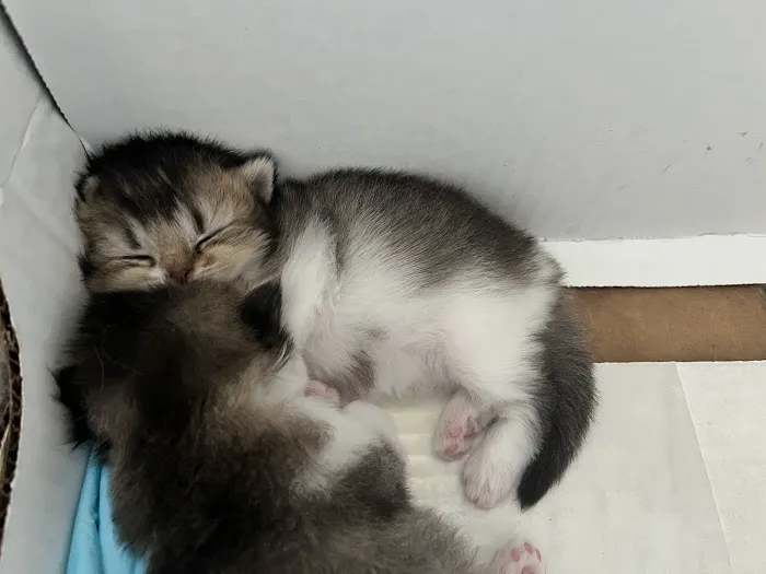 Nightynight Cattery 6
