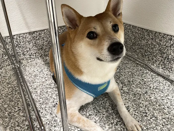 Veterinaire Pet Care 6