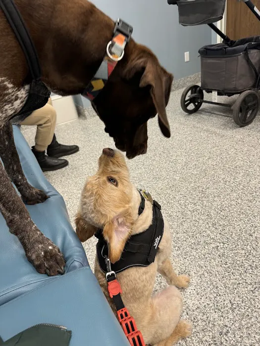 Veterinaire Pet Care 1