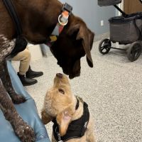 Veterinaire Pet Care ico