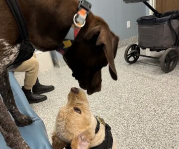 Veterinaire Pet Care