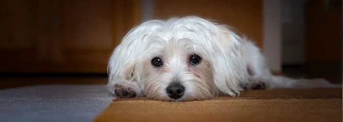 Veterinaire Pet Care 10