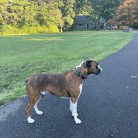 Animal Health Center ico