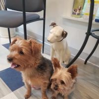 Family Veterinary Care ico