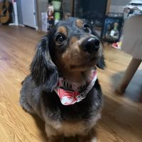 Millwood Animal Hospital ico