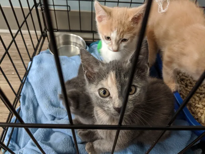 Veterinary Care of Mt Pleasant 5