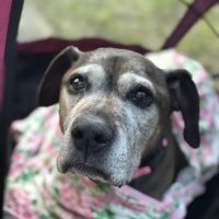 Veterinary Care of Mt Pleasant ico