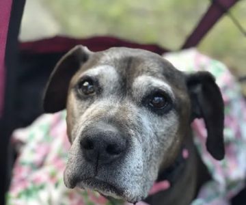 Veterinary Care of Mt Pleasant