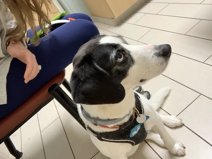 Armonk Veterinary Hospital 3