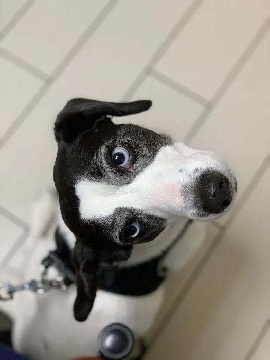 Armonk Veterinary Hospital 1