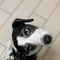 Armonk Veterinary Hospital ico