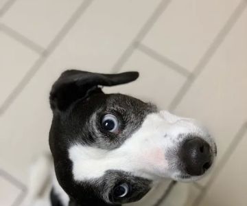 Armonk Veterinary Hospital