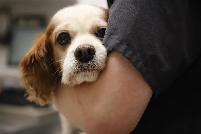 South Putnam Animal Hospital 12
