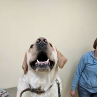 Baldwin Place Animal Hospital ico