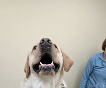 Baldwin Place Animal Hospital