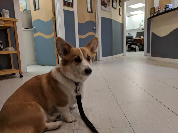 Yorktown Animal Hospital 12