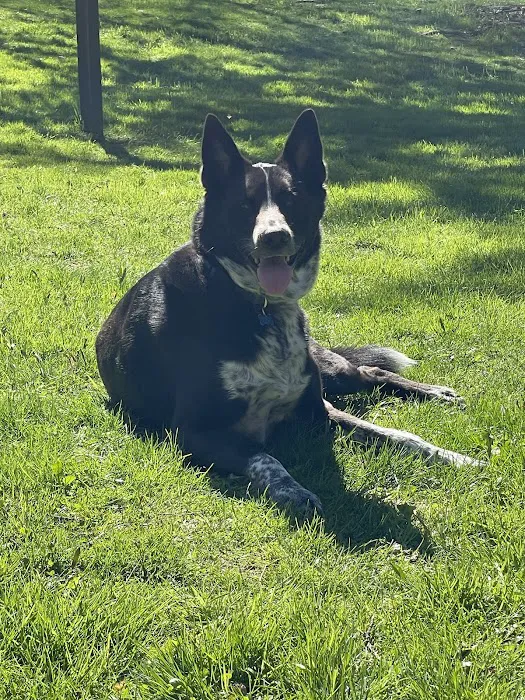 Yorktown Animal Hospital 12