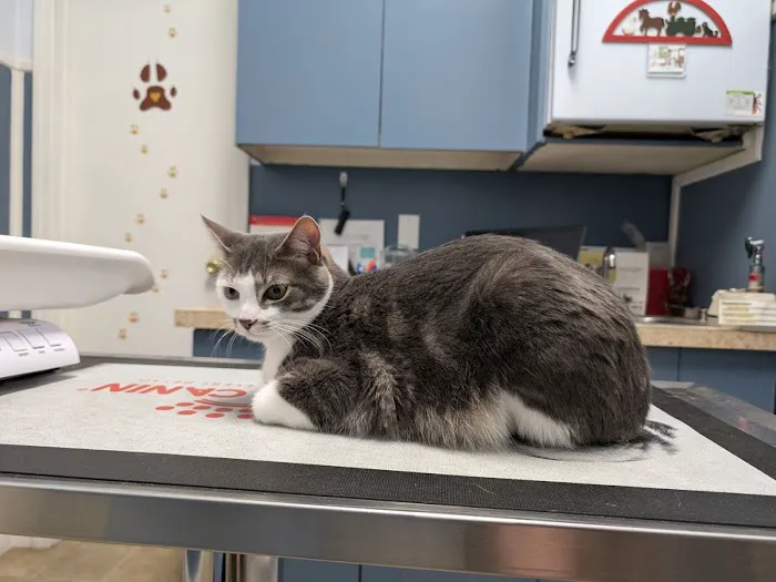 Heights Hospital For Animals 8