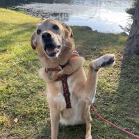 Heights Hospital For Animals ico