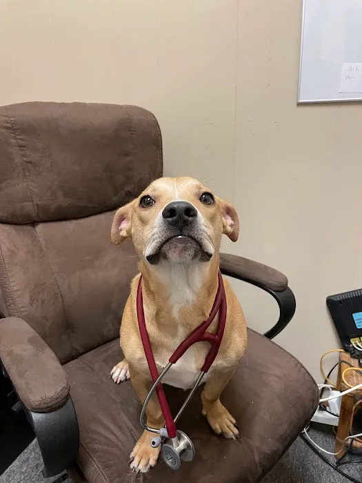 Heights Hospital For Animals 6
