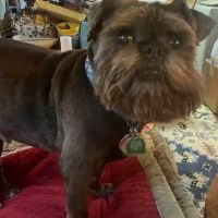Yorktown Veterinary Associates ico
