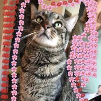 Mahopac Animal Hospital ico