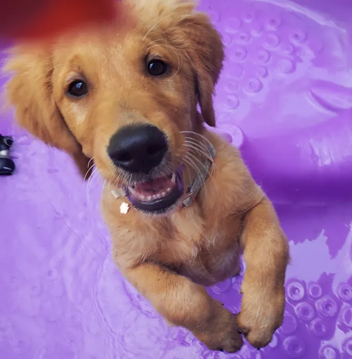 Mahopac Animal Hospital 7
