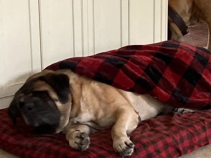 Mahopac Animal Hospital 5