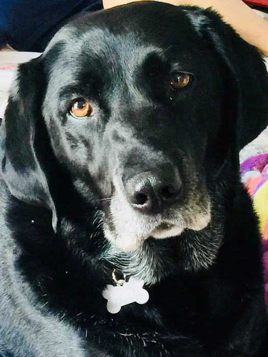 Mahopac Animal Hospital 8