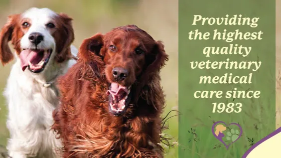 Mahopac Animal Hospital 10