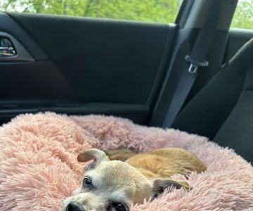 Lincolndale Veterinary Center