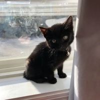 East Fishkill Animal Hospital ico