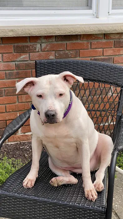 East Fishkill Animal Hospital 4