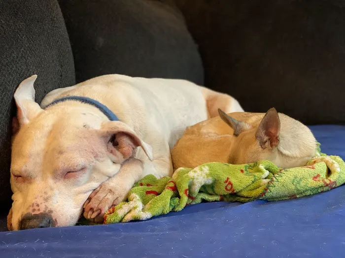 East Fishkill Animal Hospital 7