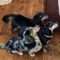 Wappingers Animal Hospital ico