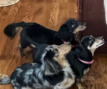 Wappingers Animal Hospital