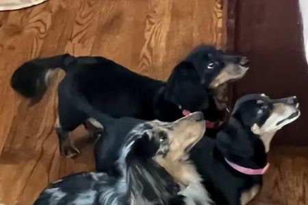 Wappingers Animal Hospital