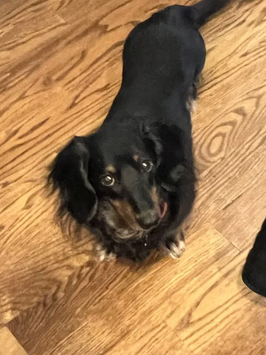 Wappingers Animal Hospital 12