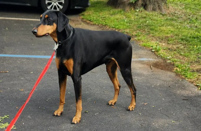 Wappingers Animal Hospital 12