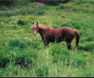 Mid Hudson Equine Vet Services