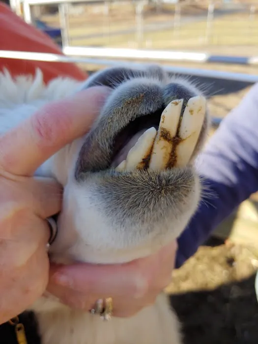 All Animal Veterinary Services 3