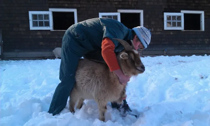 All Animal Veterinary Services 10