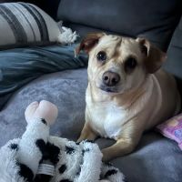 A.C.E. Veterinary Hospital ico