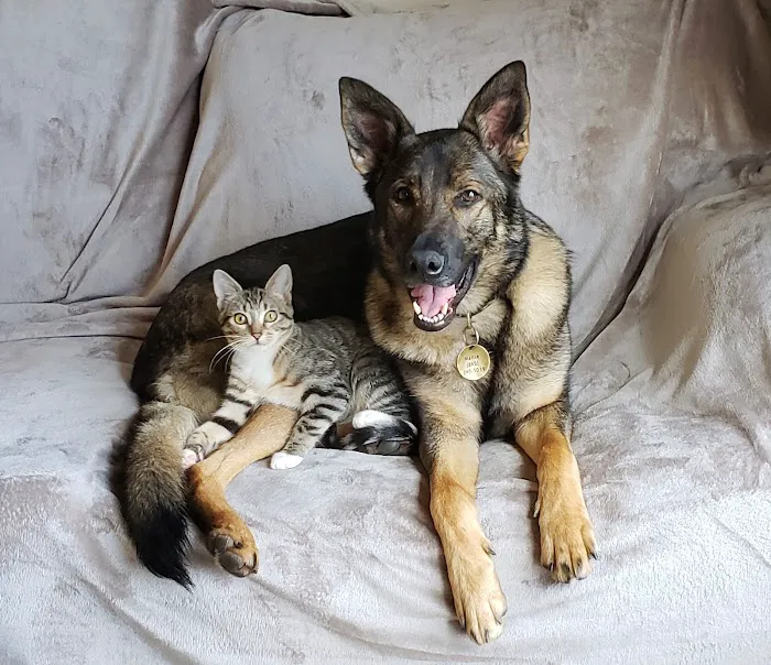A.C.E. Veterinary Hospital 4