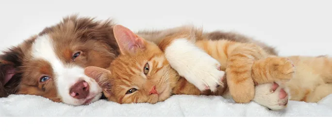 Dutchess Animal Clinic 4