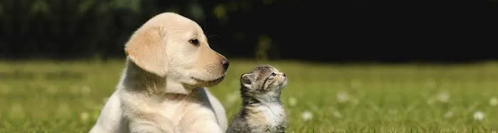 Dutchess Animal Clinic 2